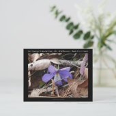 Carte Postale Hot Springs National Park, AR Wild Violets Cadeaux (Debout devant)