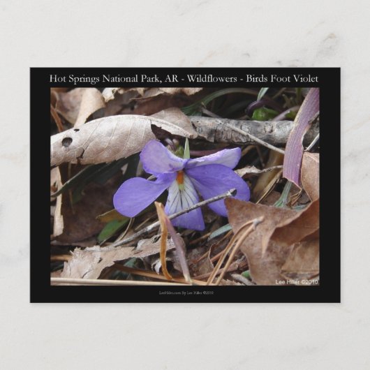 Carte Postale Hot Springs National Park, AR Wild Violets Cadeaux (Devant)
