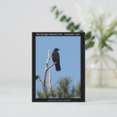 Carte Postale Hots Springs National Park, AR - American Crow (Debout devant)