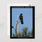 Carte Postale Hots Springs National Park, AR - American Crow (Devant / Derrière)