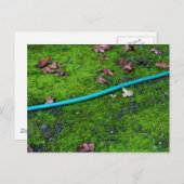 Carte Postale Hotte de serpent du jardin vert (Devant / Derrière)