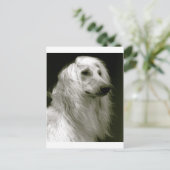Carte Postale Hound afghan (Debout devant)