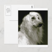 Carte Postale Hound afghan (Devant / Derrière)