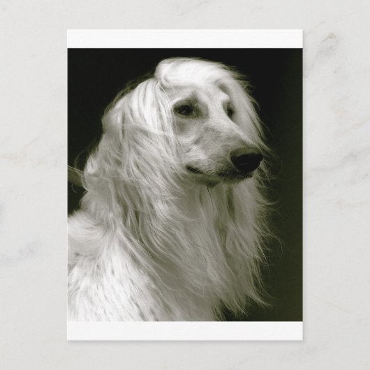 Carte Postale Hound afghan (Devant)
