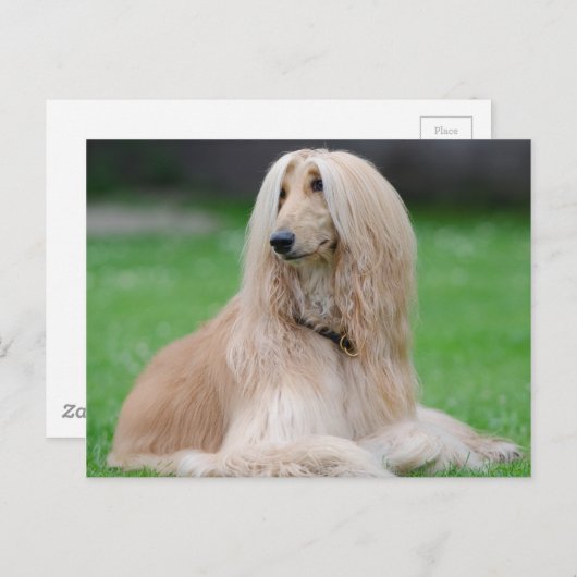 Carte Postale Hound afghan (Devant / Derrière)