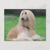 Carte Postale Hound afghan (Devant)