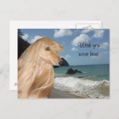 Carte Postale Hound afghan (Devant / Derrière)