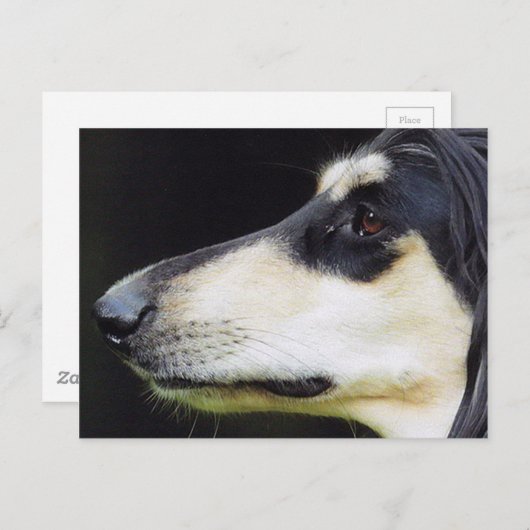 Carte Postale Hound afghan (Devant / Derrière)
