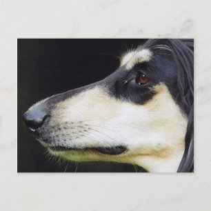 Carte Postale Hound afghan