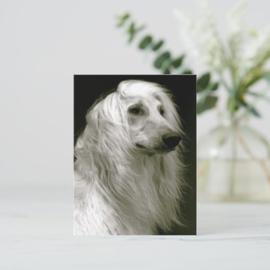 Carte Postale Hound afghan (Debout devant)