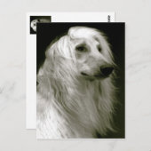 Carte Postale Hound afghan (Devant / Derrière)