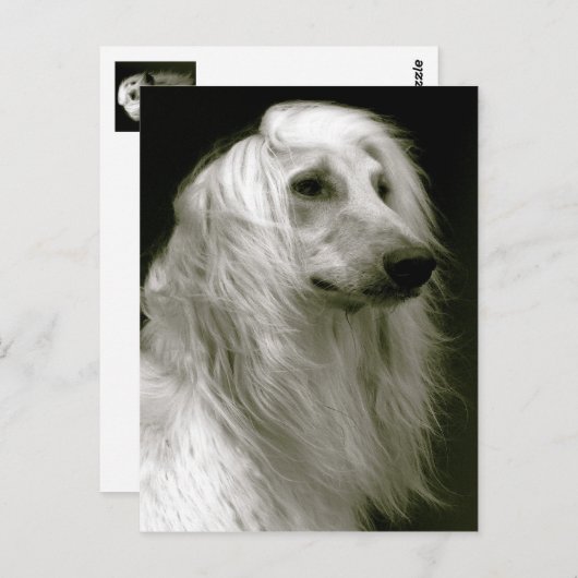 Carte Postale Hound afghan (Devant / Derrière)