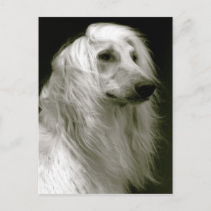 Carte Postale Hound afghan