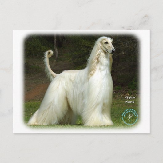 Carte Postale Hound afghan 9J32D-21 (Devant)