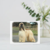 Carte Postale Hound afghan 9Y119D-037 (Debout devant)