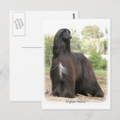Carte Postale Hound afghan 9Y151D-112 (Devant / Derrière)