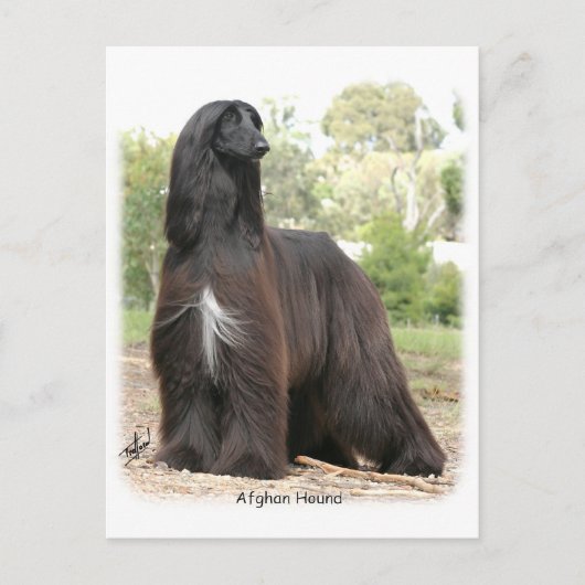 Carte Postale Hound afghan 9Y151D-112 (Devant)