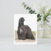 Carte Postale Hound afghan 9Y151D-113 (Debout devant)