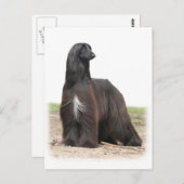 Carte Postale Hound afghan 9Y151D-113 (Devant / Derrière)