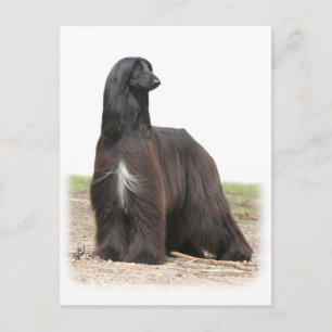 Carte Postale Hound afghan 9Y151D-113