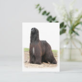 Carte Postale Hound afghan 9Y151D-118 (Debout devant)