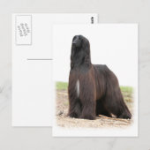 Carte Postale Hound afghan 9Y151D-118 (Devant / Derrière)