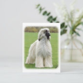 Carte Postale Hound afghan 9Y247D-010 (Debout devant)