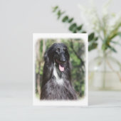 Carte Postale Hound afghan AA017D-119 (Debout devant)