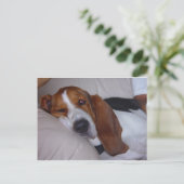 Carte Postale Hound Sleepy Basset (Debout devant)
