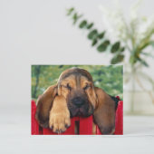 Carte Postale HoundSang (Debout devant)