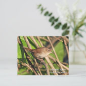 Carte postale House Wren (Debout devant)