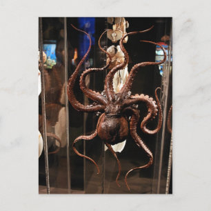 Carte Postale Houston Museum of Natural Science Postcard