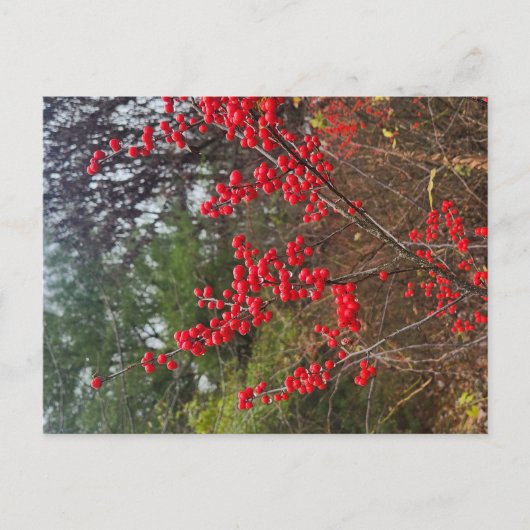 Carte Postale Houx verticillé (Devant)