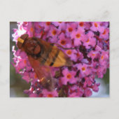 Carte postale Hoverfly (Devant)