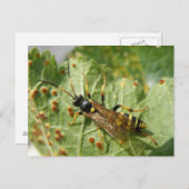 Carte postale Hoverfly (Devant / Derrière)