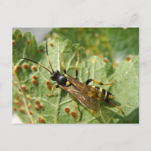 Carte postale Hoverfly (Devant)