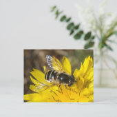 Carte postale Hoverfly (Debout devant)