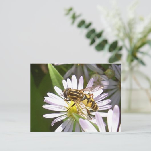 Carte postale Hoverfly - Helophilus (Debout devant)