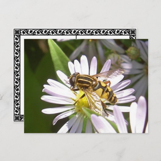 Carte postale Hoverfly - Helophilus (Devant / Derrière)