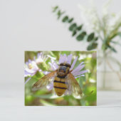 Carte Postale Hoverfly - Volucella inanis (Debout devant)