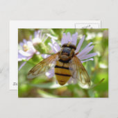 Carte Postale Hoverfly - Volucella inanis (Devant / Derrière)