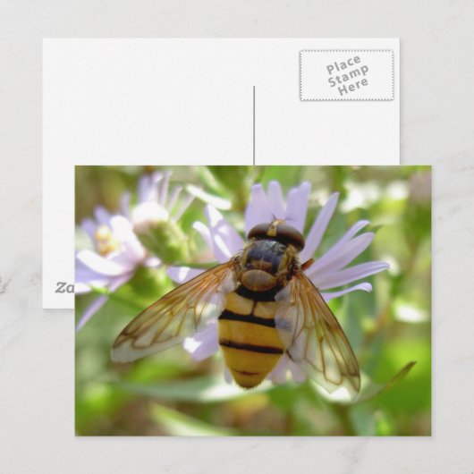 Carte Postale Hoverfly - Volucella inanis (Devant / Derrière)
