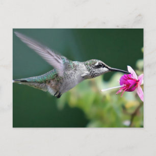 Carte Postale Hovering