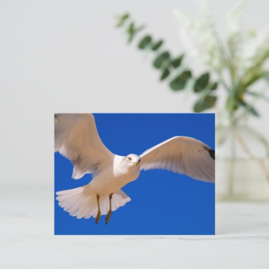 Carte Postale Hovering (Debout devant)