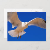 Carte Postale Hovering (Devant / Derrière)