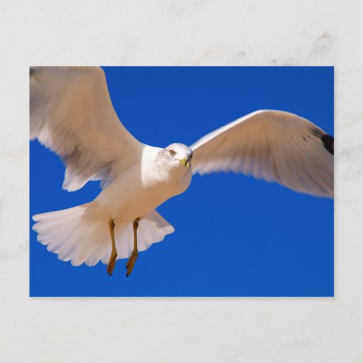 Carte Postale Hovering (Devant)