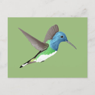 Carte Postale Hovering Jacobin Hummingbird - transparent.