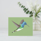 Carte Postale Hovering Jacobin Hummingbird - transparent. (Debout devant)