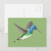 Carte Postale Hovering Jacobin Hummingbird - transparent. (Devant / Derrière)