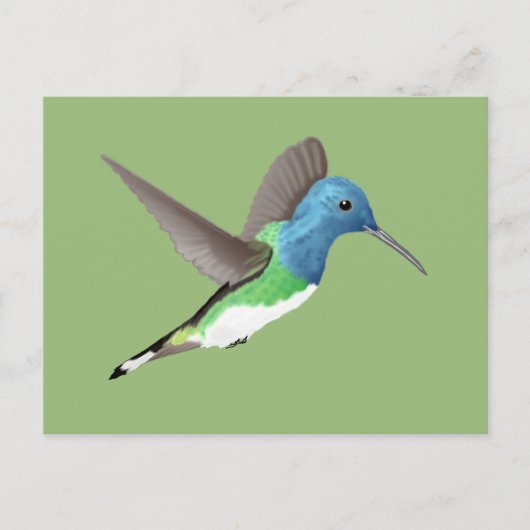 Carte Postale Hovering Jacobin Hummingbird - transparent. (Devant)